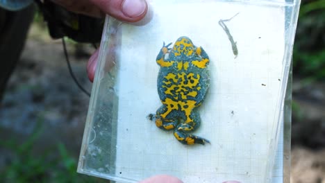 Big-female-yellow-bellied-toad-in-a-CD-case.-Verdun-France